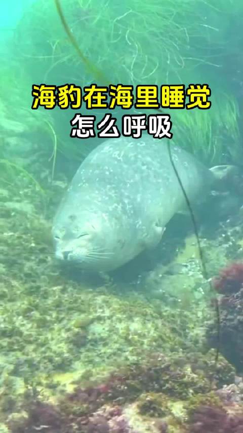 海豹海中睡眠呼吸机制揭秘