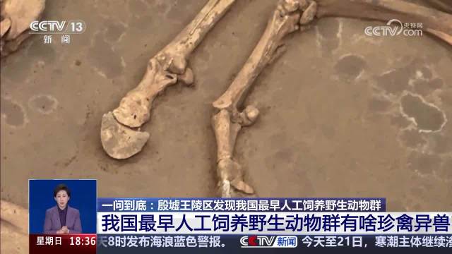 殷墟王陵发现珍禽异兽