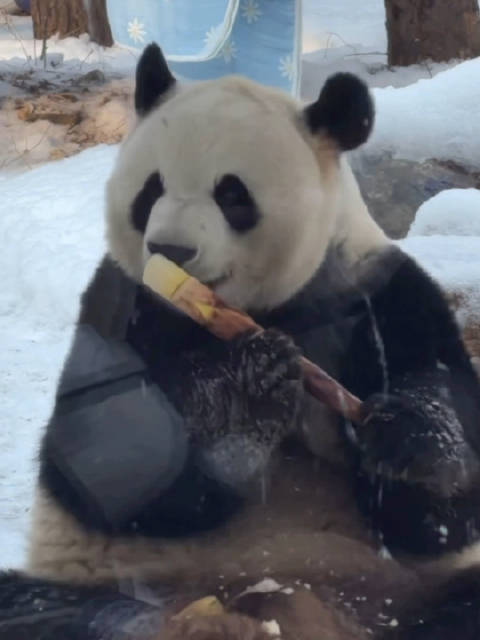 北京初雪萌兰摆pose引媒体狂拍