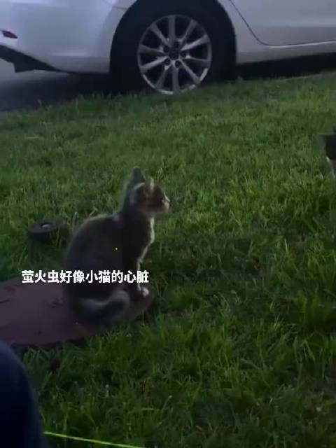 萤火虫好像小猫的心脏