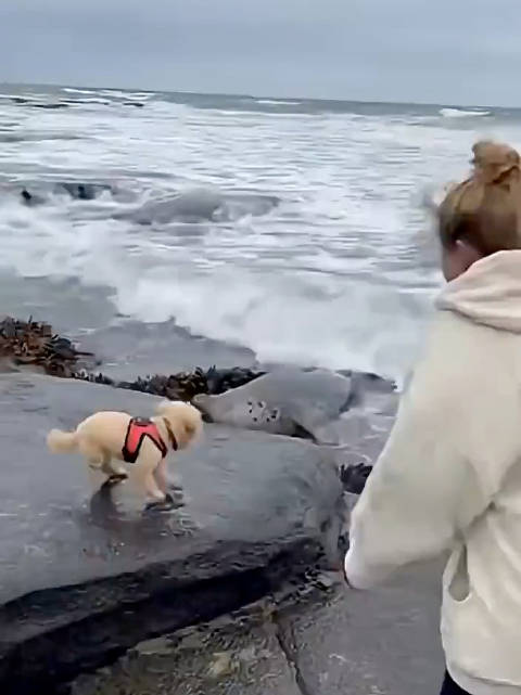 海豹跃出水面试图拖狗入海，视频疑为AI生成