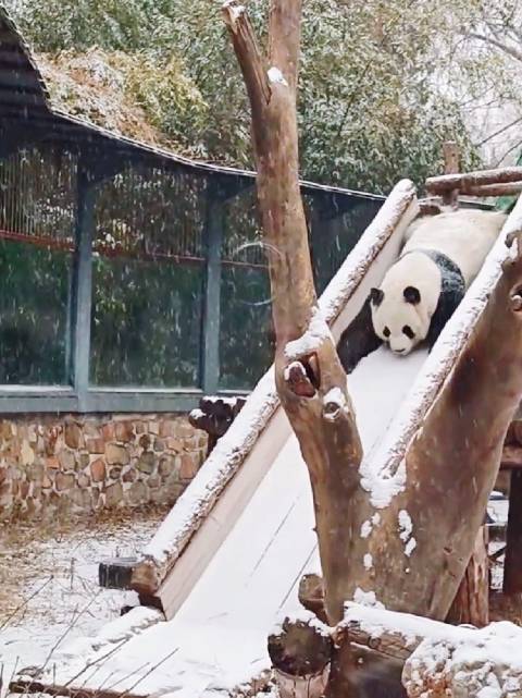 北京下雪萌兰雪地撒欢，铲雪车滑梯除雪乐翻天