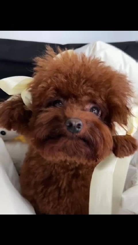 江衡李沛恩 奖励99 在爸爸妈妈眼里，乐乐是公主！