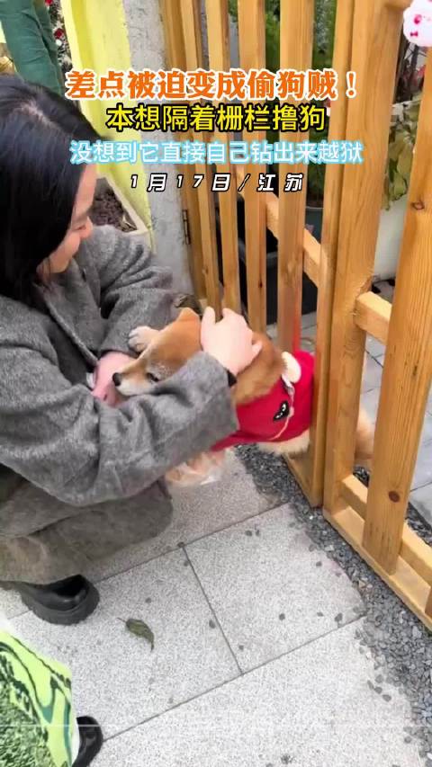 本想隔着栅栏撸狗 没想到它直接自己钻出来越狱 ！