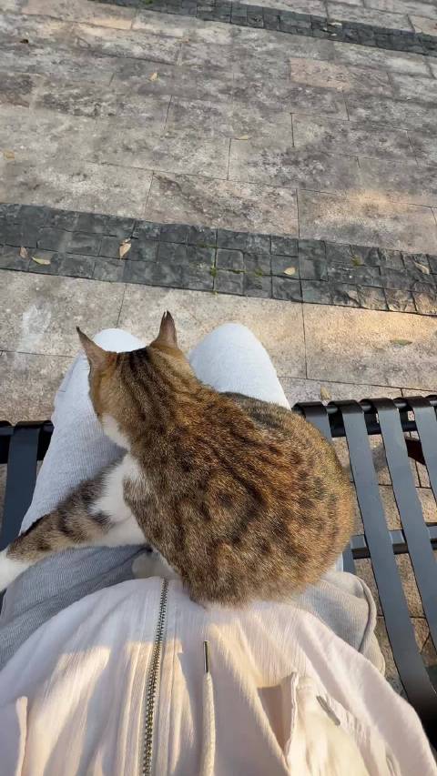 动物世界-猫之月牙