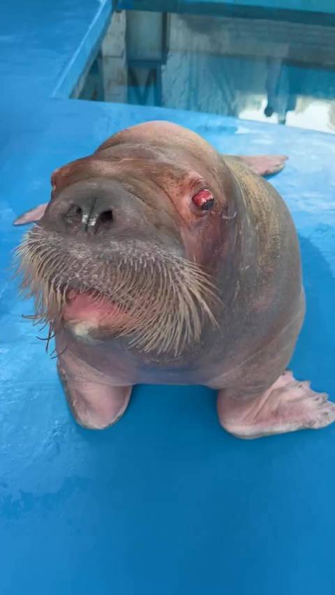 看把海狮给累的，眼珠子都憋出来了