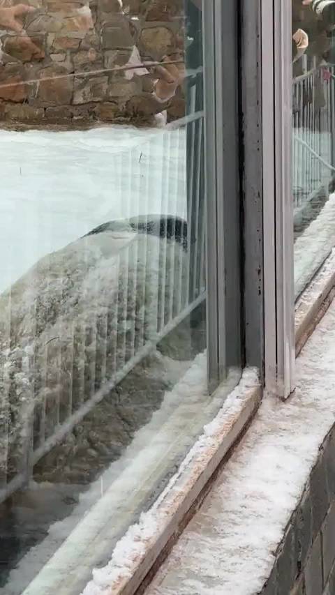 2026北京初雪，熊猫萌兰变身“雪佛兰”雪地撒欢！