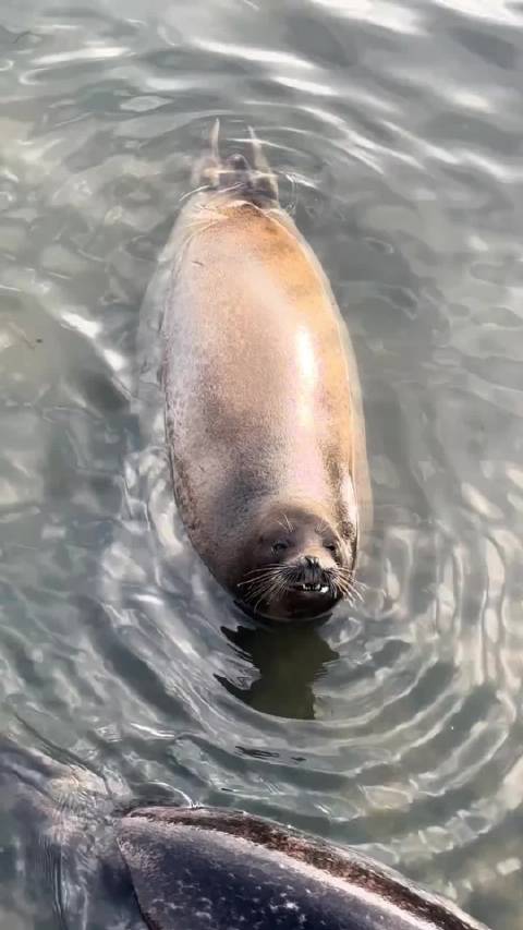 海豹原来是这么叫的，谁给翻译一下它在说啥