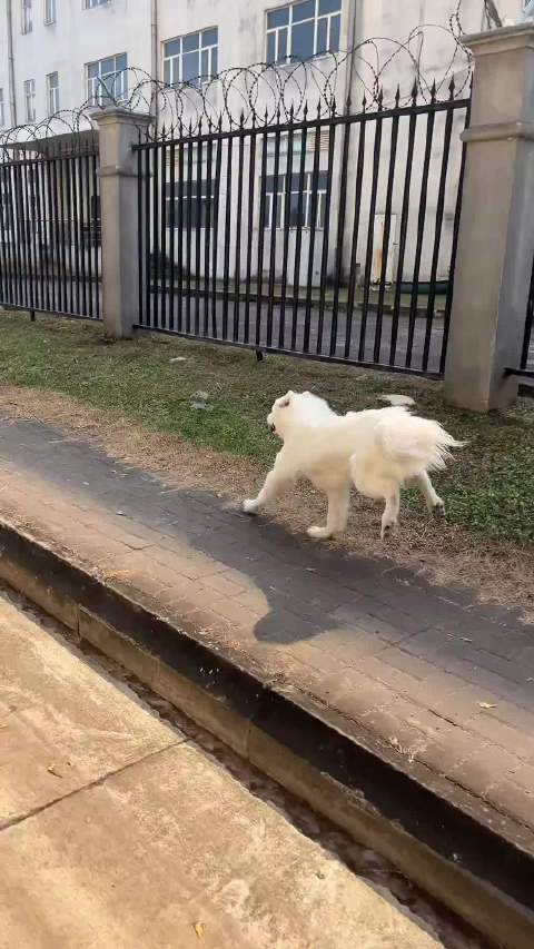 兰博基牛稍微给了点油，哈弗大狗就追不上了