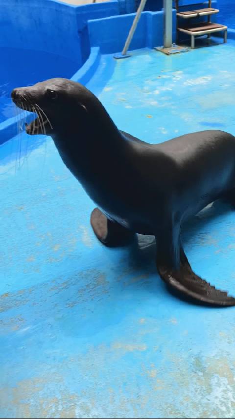 海狮：来谈个恋爱吗？