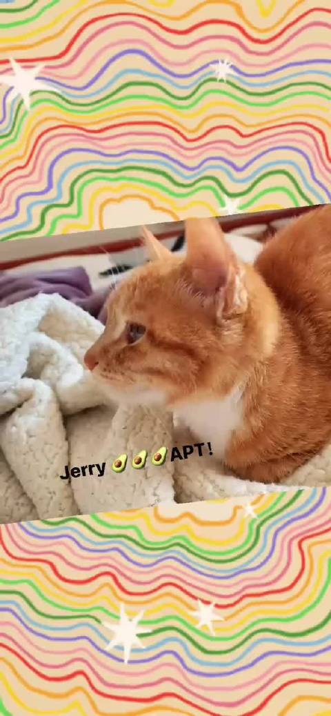 大刘早期配音视频， 参演者：Jerry