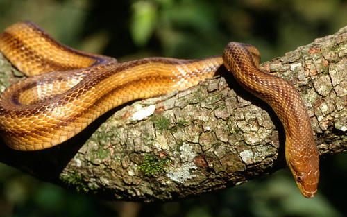 野外游玩之危险动物—蛇