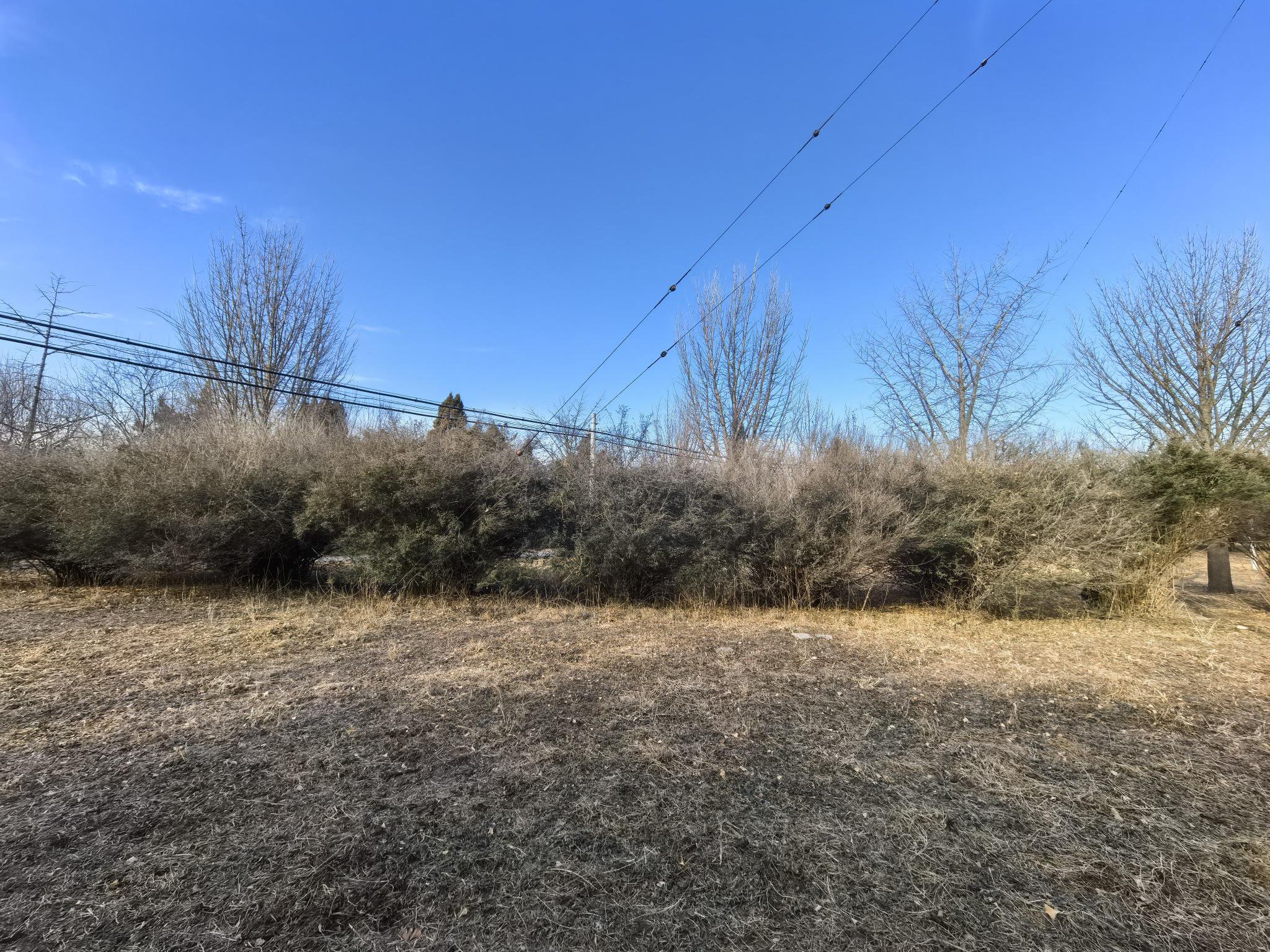 天壇公園西北外壇，小葉女貞修剪前的景象。受訪者供圖