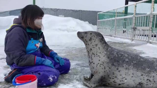 伸缩海豹玩一天