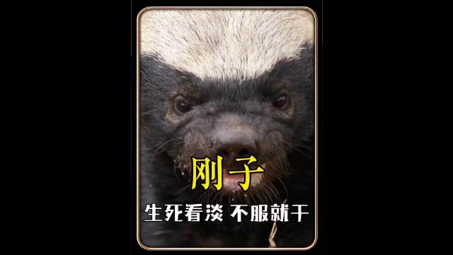 非洲乱不乱，平头说了算 蜜獾 动物世界