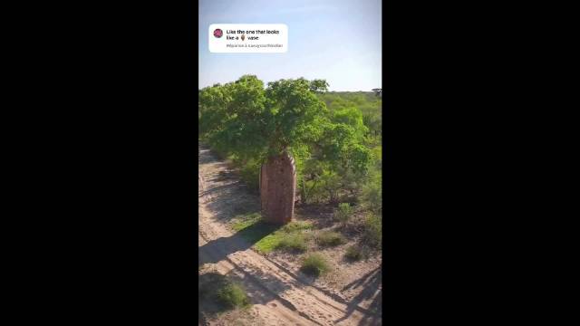 马达加斯加形似巨型花瓶的猴面包树