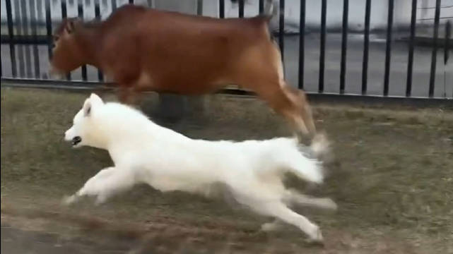 萨摩耶与牛竞速引围观，牛反问兰博基尼车标由来