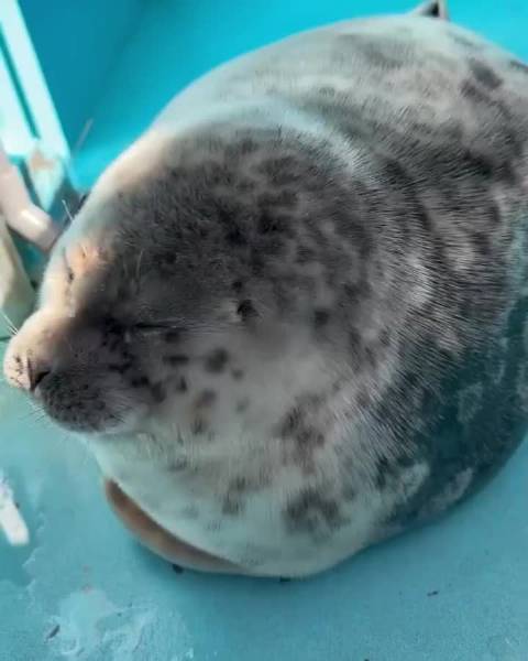 很想摸摸海豹，感觉很好摸的样子