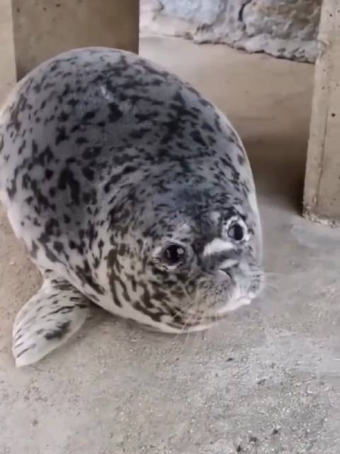 海豹小时候狗里狗气的，真是太可爱了