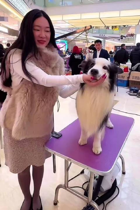 杜江霍思燕携获奖西施犬亮相犬展