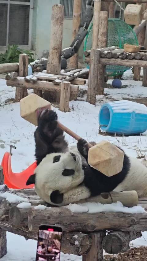 萌兰寒冬晨练备战越狱，仰卧起坐举杠铃引关注