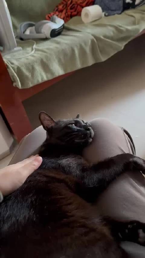 短暂恢复独生的猫一直响怎么办