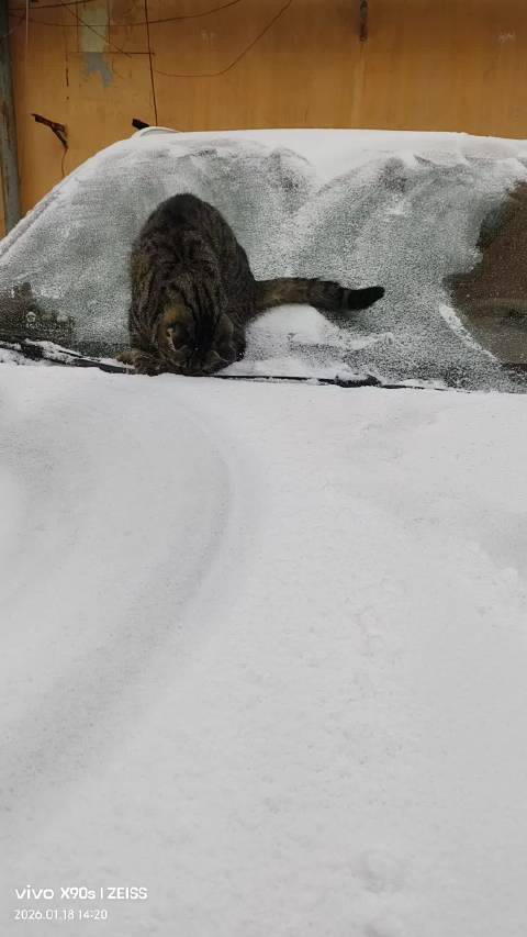 赵小童铲雪遇流浪猫蹭蹭求抱上车