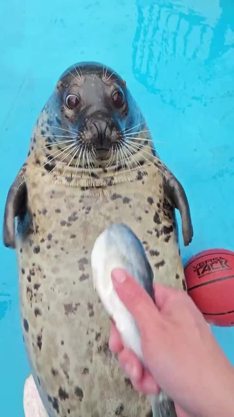海豹吃了一条鱼，直接开心的拍打豹腹