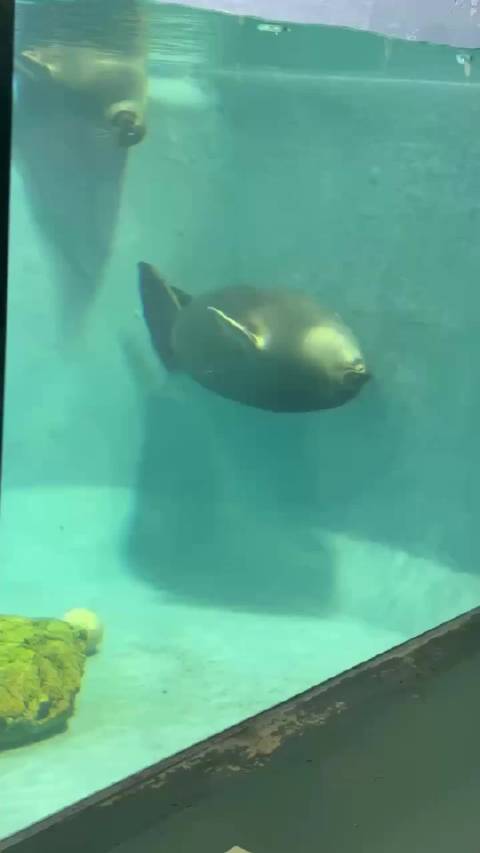 下辈子能当海生馆的海豹吗每天卖萌、躺平、还有人投喂