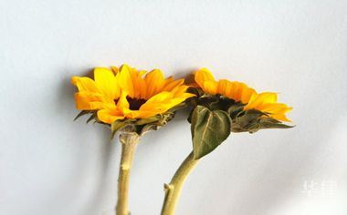 剐蹭车辆报保险吗