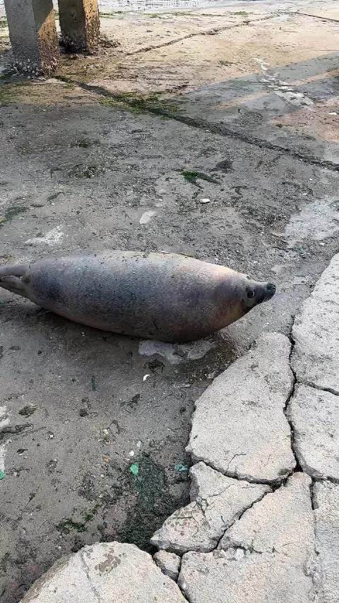 以防你没有见过海豹打架，其实手太短了根本没打起来