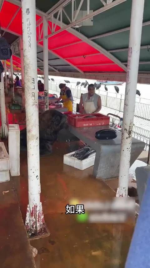 守规矩的南海狮，被人喜欢，却招狗子嫉妒