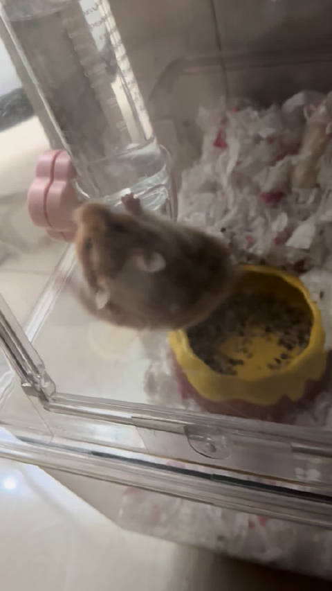 好努力越狱的可颂