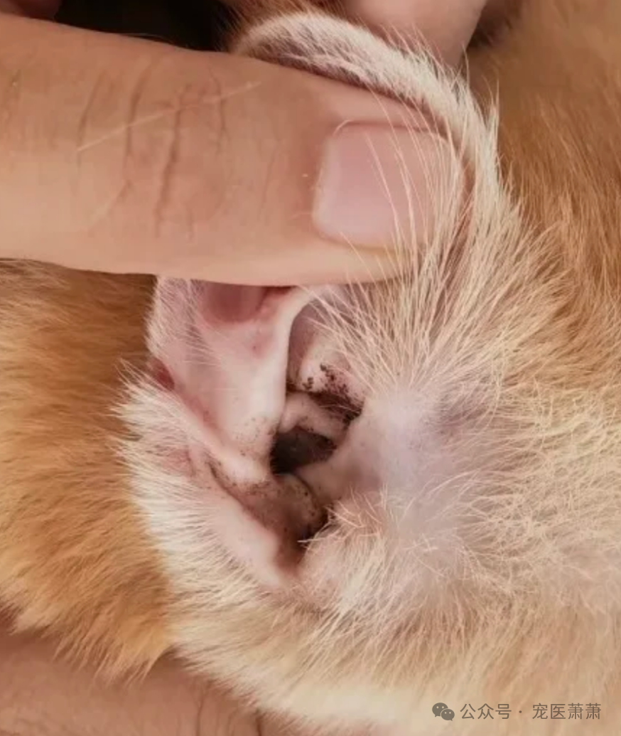 猫咪耳螨治疗攻略分享,养猫新手如何预防耳螨