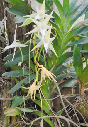 昆明植物园一株达尔文兰绽放