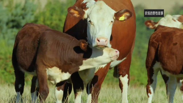好奇的赫里福德牛 The Curious Herefords 纪录片品鉴团
