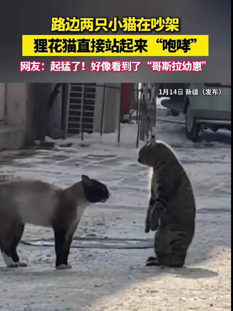 狸花猫站立咆哮引围观，网友戏称哥斯拉幼崽
