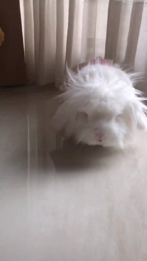 起猛了看到李荣浩兔时候生气了 cr.小兔啦啦