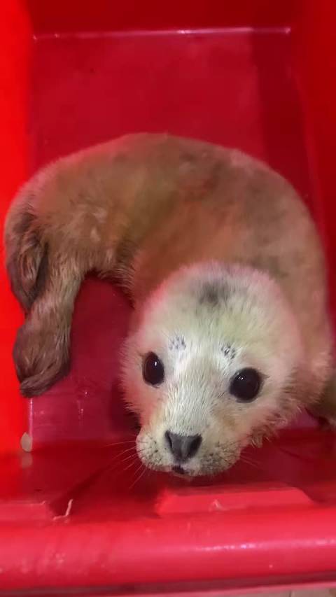 呆萌小狗，等待体检的小海豹给自己哄睡着了