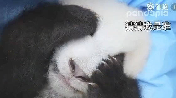 小萌兰婴儿期捂眼酣睡笑容治愈