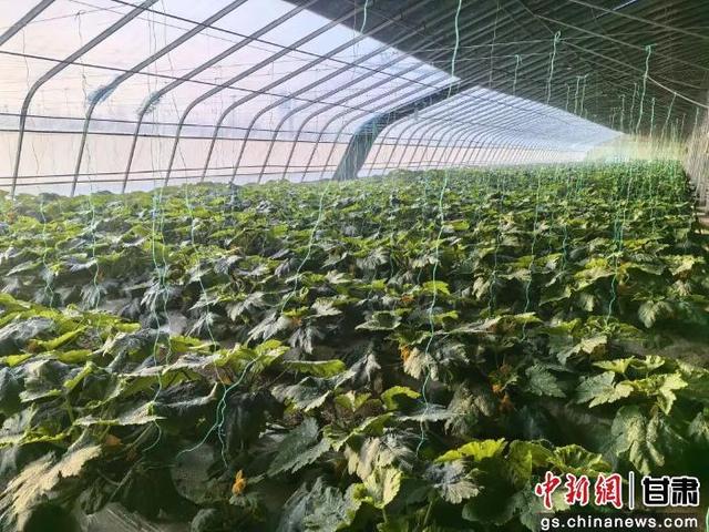 图为西葫芦种植大棚。瓜州县委宣传部供图