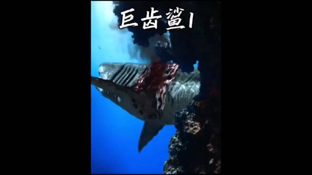巨齿鲨与利维坦鲸上演海洋顶级掠食者对决