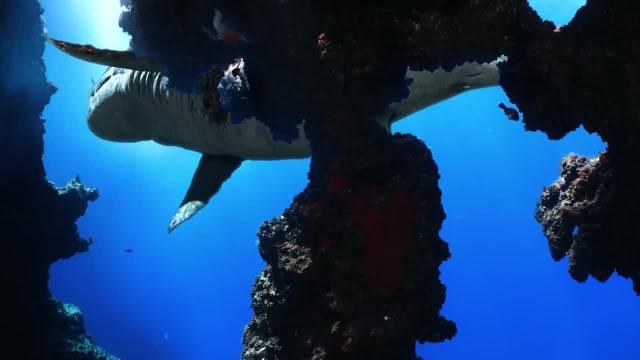 第二集 巨齿鲨与利维坦鲸两大海洋霸主，展开了一场震撼的远古世纪大战