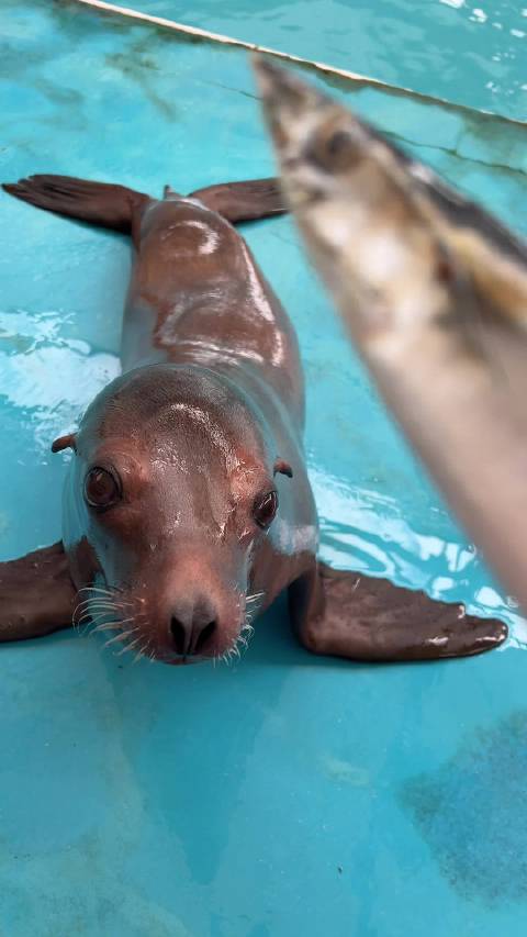 敢挑战吗？挑战海狮上海野生动物园可爱新技能