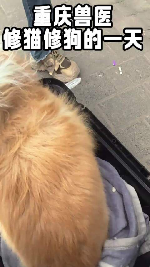 绝育变“越狱”？太刺激了！一条vlog回顾2025@微博iPhone客户端 曝光