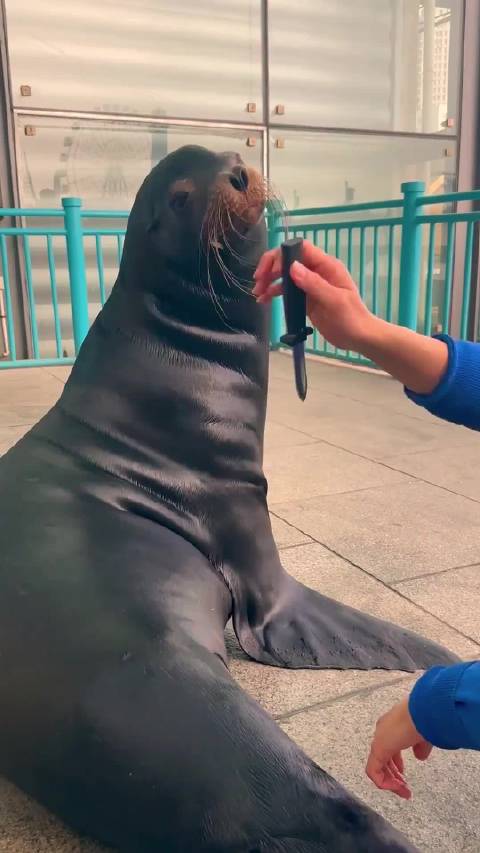 聪明的海狮和可爱的海豹