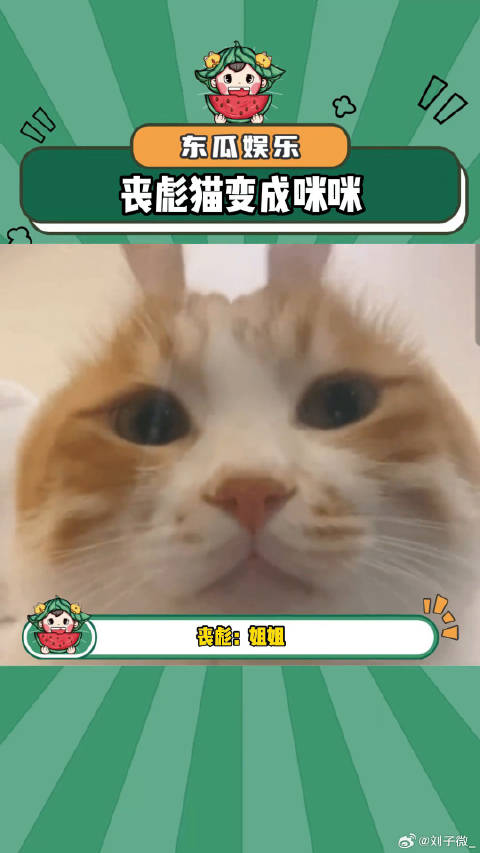 论一只丧彪猫如何变成一只咪咪酱猫咪 娱乐评论大赏