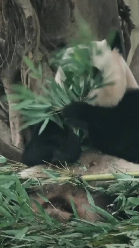 花样年华里的良月，大片既视感！