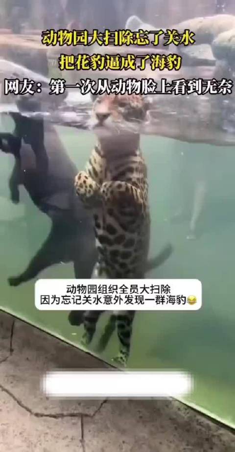 动物园大扫除忘记关水，把花豹逼成了海豹