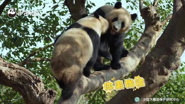不愧是功夫熊猫！熊猫姐妹花树杈上演高空比武